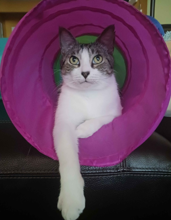 Lehkibug